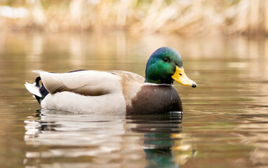 Mallard duck (Anas plathyrynchos) in natural habitat