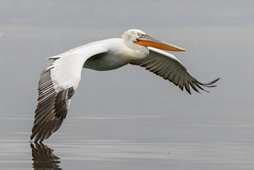 Dalmatian Pelican of Kerkini Lake