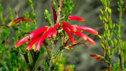 Red heath (Erica versicolor) near De Hoop River, Uniondale Poort, Uniondale, Western Cape.