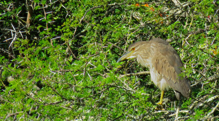 Non-breeding adult Squacco Heron (Ardeola ralloides), Addo Elephant National Park, Eastern Cape.