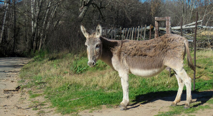 A donkey beside De Hoop road in the de Hoop valley near Uniondale, Western Cape.
