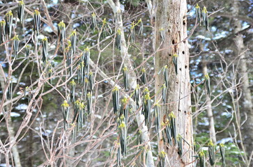 Lake Shikaribetsu is located in Tokachi subprefecture, Eastern Hokkaido, Japan. It’s hidden up deep in the Daisetsuzan mountains in the middle of the Shikaribetsu volcanic group at an elevation of 810
