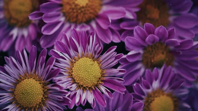 花のイメージ映像 暗い紫の小さな花束