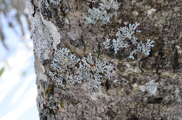 Lake Shikaribetsu is located in Tokachi subprefecture, Eastern Hokkaido, Japan. It’s hidden up deep in the Daisetsuzan mountains in the middle of the Shikaribetsu volcanic group at an elevation of 810