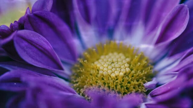 花のイメージ映像 暗い紫の花