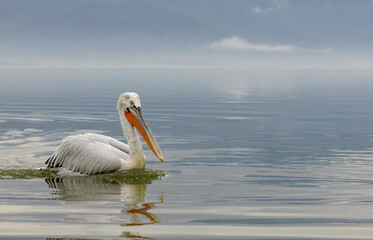 Dalmatian Pelican of Kerkini Lake