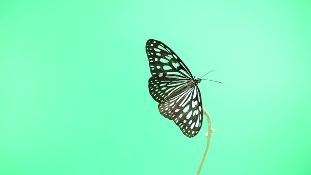 綺麗に羽を広げ、最後に飛び立つリュウキュウアサギマダラ