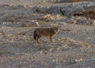 The golden jackal (Canis aureus)