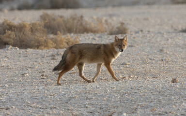 The golden jackal (Canis aureus)