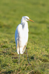 great egret