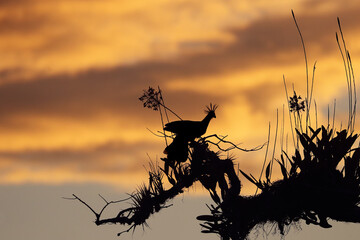 The hoatzin or hoactzin (Opisthocomus hoazin), swamp bird silhouette with crest in the setting sun. A typical view of an evening in the Amazon.