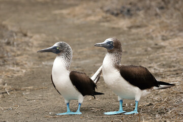 The blue-footed booby (Sula nebouxii), a pair of rare marine birds sitting on the ground. A blue-footed seabird from the tropical eastern pacific ocean sitting on a path with an ocher background.