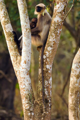 The black-footed gray langur (Semnopithecus hypoleucos), mother and young sitting in the fork of a tropical tree in a dry deciduous forest.