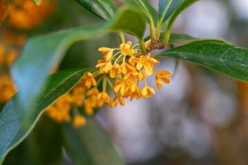 キンモクセイの花にクローズアップ