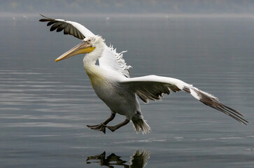 Dalmatian Pelican of Kerkini Lake