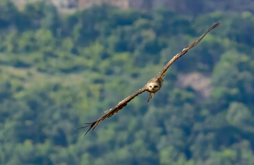 Black Kite in natural habitat