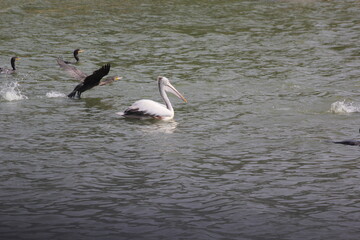 white pelican birds ready to fly with feather wings