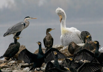 Great Cormorant (Phalacrocorax carbo), Grey Heron and Dalmatian Pelicanin natural habitat