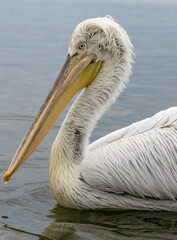 Dalmatian Pelican of Kerkini Lake