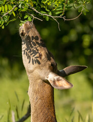 Female Red Deer eating a twig from tree