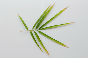 Green bamboo leaves on isolated white background