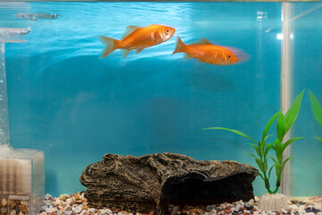 水槽の中を泳ぐ二匹の金魚