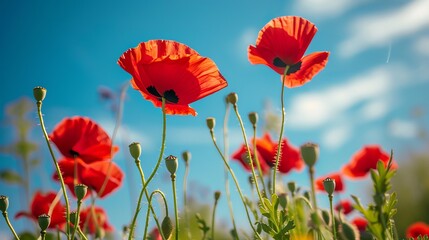 Beautiful image of papaver rhoeas poppy blooms in a garden during the early spring on a warm, sunny day with a clear blue sky.