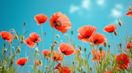 Beautiful image of papaver rhoeas poppy blooms in a garden during the early spring on a warm, sunny day with a clear blue sky. - obrazy, fototapety, plakaty