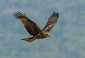 Black Kite in natural habitat