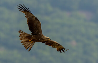 Black Kite in natural habitat