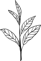 tea leaves hand drawn cafe vector