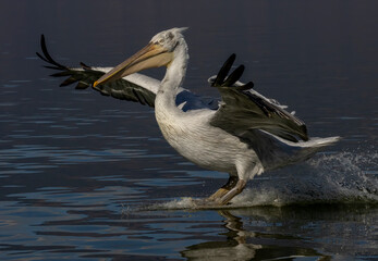 Dalmatian Pelican of Kerkini Lake