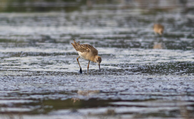 Dunlin (Calidris alpina) in natural habitat