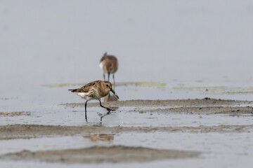 Dunlin (Calidris alpina) in natural habitat