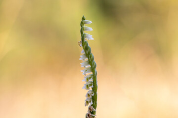 Orchid of Autumn Lady's-tresses macro photography