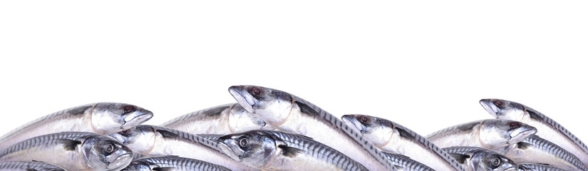 Fish mackerel isolated