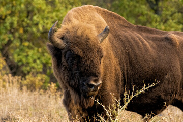 European Bison reintroduced on the Balkans