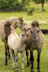 Obraz premium Semi wild horses (Tarpans) reintroduced in Bulgaria
