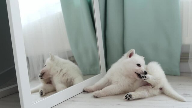 A White Swiss Shepherd puppy is scratching his paw behind his ear near the mirror. Pets concept. 4k footage