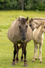 Obraz premium Semi wild horses (Tarpans) reintroduced in Bulgaria
