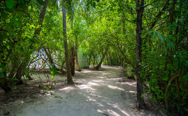 Fototapeta premium Sandy path in a dense tropical green forest.