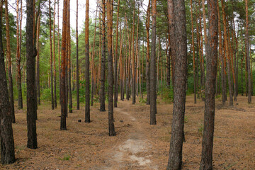 forest in autumn