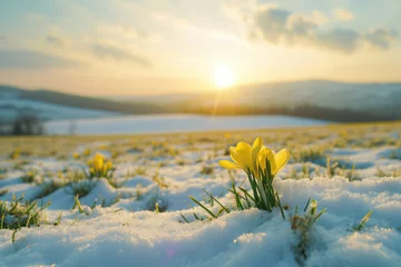 Fotobehang Picturesque snow-covered field with vibrant yellow flowers. Perfect for winter landscapes or nature-themed designs © vefimov