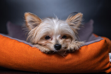 Sad little portrait of a small cute Yorkshire terrier dog lying on a bed