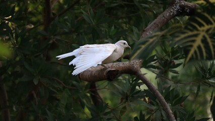 Great white pigeon sitting and resting on the nest 