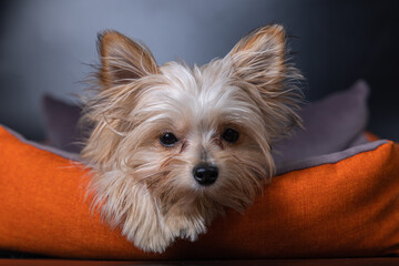 sad little portrait of a small cute Yorkshire terrier dog lying on a bed
