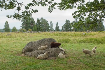 Sheep lying down and standing on rock and grass on farmland.