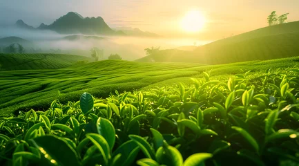 Foto op Aluminium Green tea plantation at sunrise time,nature background. © Lucky Ai