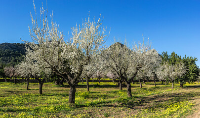 Verdant Spring Orchard with Almond Trees Blooming Against a Mountainous Backdrop