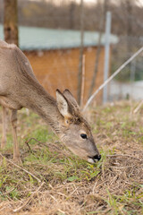 Close-up shot of a deer eating grass with blurred background